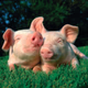 Logo de schlagerschweinchen
